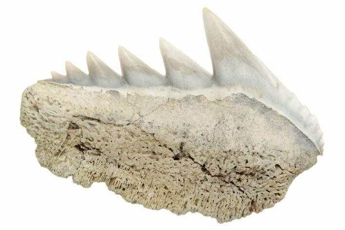 Fossil Cow Shark (Notorhynchus) Tooth - Aurora, NC #184520